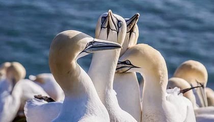 开云体育ios-篮球职业联赛引入先进训练数据分析，篮球职业联赛规则