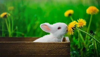 开云体育ios-篮球职业联赛引入先进训练数据分析，篮球职业联赛规则